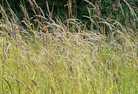 Mesotrophic Grasslands